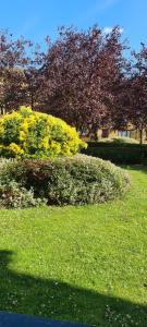 a bush in a field of grass with trees in the background at The Green Lodge in Edmonton