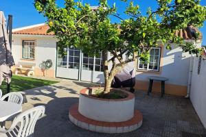 Un bonsai in un vaso di fronte a una casa di Casa Melides a Melides Altre 4 foto