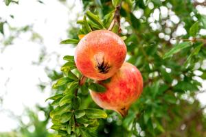 Fotografie z fotogalerie ubytování Agroturismo Can Pardal v destinaci Sant Miquel de Balansat
