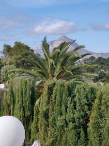 a palm tree in a field of trees at Apartments in a "VILLA VISTA JAVEA" in Jávea