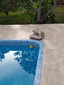 a bird sitting on a pillow next to a swimming pool at Apartments in a "VILLA VISTA JAVEA" in Jávea