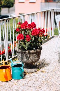 eine Topfpflanze mit roten Blumen auf einer Terrasse in der Unterkunft Molo Rouge in Wunsiedel