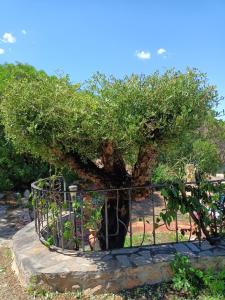 un árbol detrás de una valla de hierro delante en I Mari Di Gallura Suites and Rooms, en San Teodoro