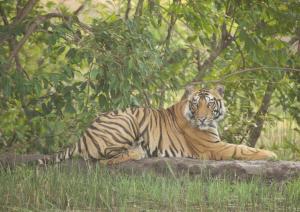 un tigre tirado sobre una roca en la hierba en Tiger Tops Karnali Lodge, en Bardiyā