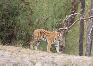 a tiger walking in the woods next to a tree at Tiger Tops Karnali Lodge in Bardia