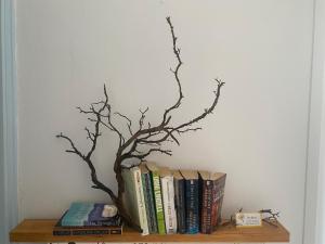 a branch sitting on top of books on a shelf at MARGARITA STUDIOS in Antiparos