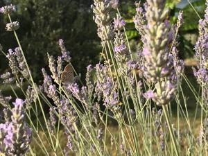 A garden outside Agriturismo valsiniga