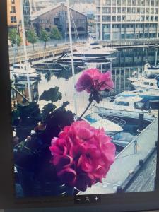 two pink flowers on a window with boats in a marina at Solsiden in Trondheim