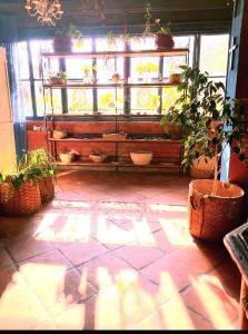 コロニア・デル・サクラメントにあるLA ESTANCIA HOSTEL COLONIAの鉢植えの植物と窓のある日当たりの良い部屋