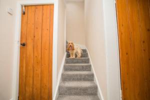 Zwierzęta zatrzymujące się w obiekcie Tig Cottage - a rural, quirky, pet friendly 2 bedroom cottage near Ballantrae