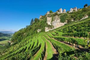 a vineyard on a hill with a castle on it at GITE La fromagerie Haut Jura 