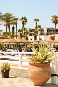 eine Gruppe von Topfpflanzen, die auf einem Holzdeck sitzen in der Unterkunft Mashrabiya Hotel in Hurghada