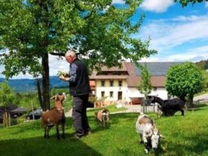 an older man standing in a field with goats at Ferienwohnungen Maierhof Oberried in Oberried +64 photos