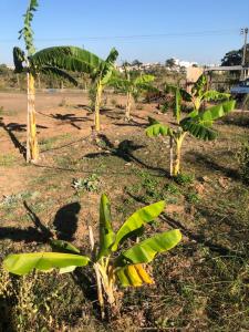 un groupe de bananiers dans un champ dans l'établissement Forest Domes, à Setúbal