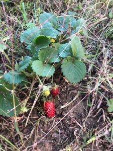 Gallery image of Forest Domes in Setúbal