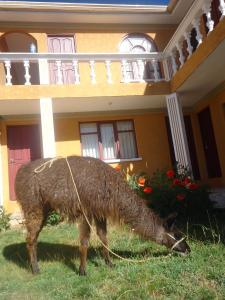 Fotografie z fotogalerie ubytování Hostal del Sol Isla del Sol v destinaci Isla de Sol + 24 fotografií