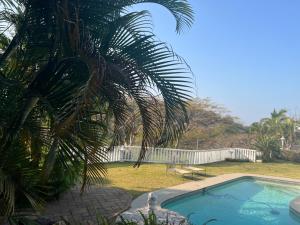 un palmier installé à côté d'une piscine dans l'établissement Villa Le Rosa Unit 3, à Durban