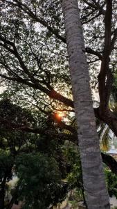 palma ze słońcem świecącym przez gałęzie w obiekcie Raintree Garden w mieście Mysuru