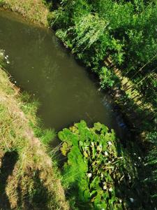 a stream of water with plants in a field at Cabana Tinca in Corbeni