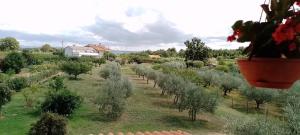a row of olive trees in a field with a plant at Apartma Barižoni in Ankaran +10 photos
