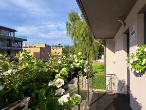 un jardín de flores blancas en un balcón en Domek w Parku Hel en Hel