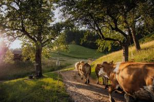 a group of cows walking down a dirt road at Bio-Bergbauernhof Weger in Dellach