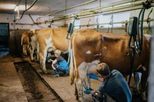 Altri animali domestici presso l'appartamento o nei dintorni