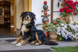 Ospiti di Bio-Bergbauernhof Weger con animali domestici