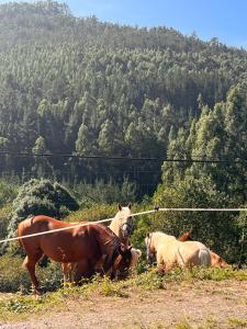 un gruppo di cavalli in piedi in un campo di Hotel Mirador de Barcia a Ribeira de Piquin