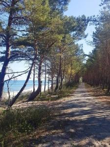 een onverharde weg met bomen aan de kant van een strand bij Apartament Mierzeja Wiślana in Sztutowo