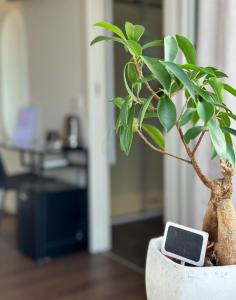 a plant in a white pot with a laptop at Iblu Rooms in Termoli