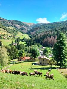 a herd of cows grazing in a field of grass at CASA VACANZA PIEVE in Pisogne +22 photos