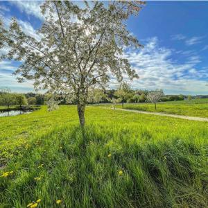 un árbol en medio de un campo de hierba en Ferienhaus Rabenbrunn, en Arnstorf