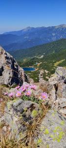 a bunch of pink flowers on top of a mountain at Evelina Palace Hotel in Bansko