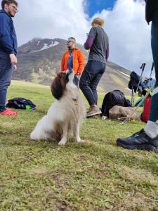 Majutusasutuse Highland Hostel külastajatega peatuv lemmikloom või lemmikloomad