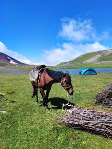 un cheval debout dans un champ à côté d'une pile de bâtons dans l'établissement Highland Hostel, à Erevan