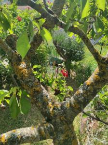 une fermeture d’un arbre à feuilles vertes dans l'établissement Casa Vacanze Le Vigne, à Rionero Sannitico