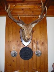 a deer head with antlers hanging on a wall at Upmaļi in Tērvete