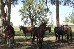 un grupo de caballos parados en un campo en Estancia Pedro Chico - Hotel Rural en Chascomús
