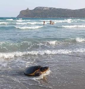 een schildpad zwemmend in het water op een strand bij Trilocale Margine Rosso in Quartu SantʼElena