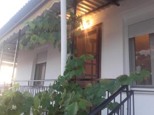 a front door of a house with a plant at Vasilis house in Kallirákhi +5 photos