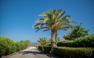 una palmera al lado de una carretera en Le Mas aux Amoureux , Suite Romantique et Spa en Le Barcarès