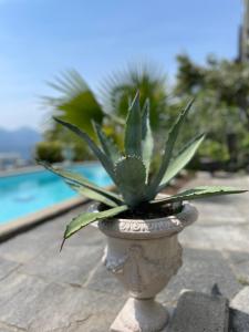 una pianta in un vaso di pietra accanto a una piscina di Casa Sonora a Orselina