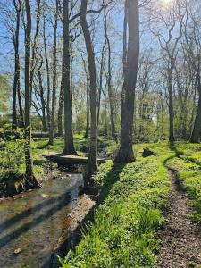 a stream in a forest with trees and grass at Lärarinnabostad i vacker byskola in Västra Vemmenhög +8 photos