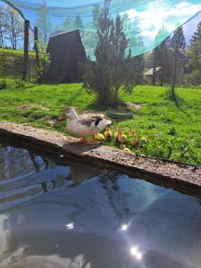 a duck standing next to a pond with its chicks at Guest House Kveder in Škofja Loka