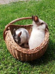 dos conejos sentados en una canasta en la hierba en Guest House Kveder en Škofja Loka