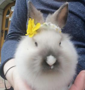 un lapin blanc avec une fleur jaune sur la tête dans l'établissement Guest House Kveder, à Škofja Loka