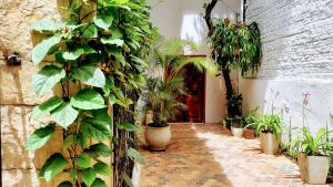 un couloir avec des plantes en pot et une porte rouge dans l'établissement Hotel Casa Sab - San Fernando, à Cali