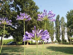 Fotografia z galérie ubytovania B&B IL NAVIGLIO di Antonelli Fabio v destinácii Bastiglia