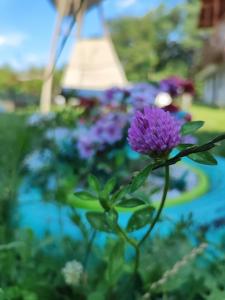 a purple flower in a garden with a tower in the background at Happy Home in Călimăneşti